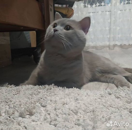 Британский кот вязка