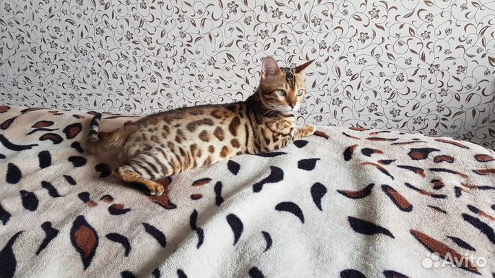 Бенгальский кот для вязки