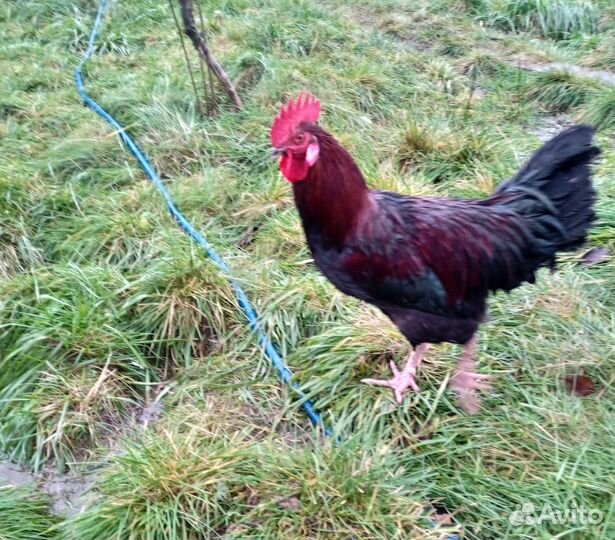 Петух Маран черно-медный