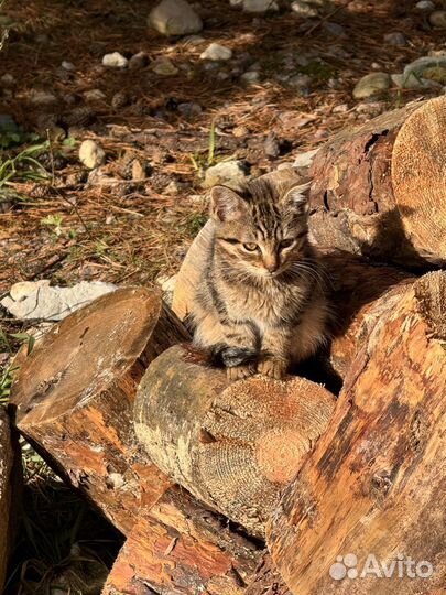 Котята от деревенской кошки