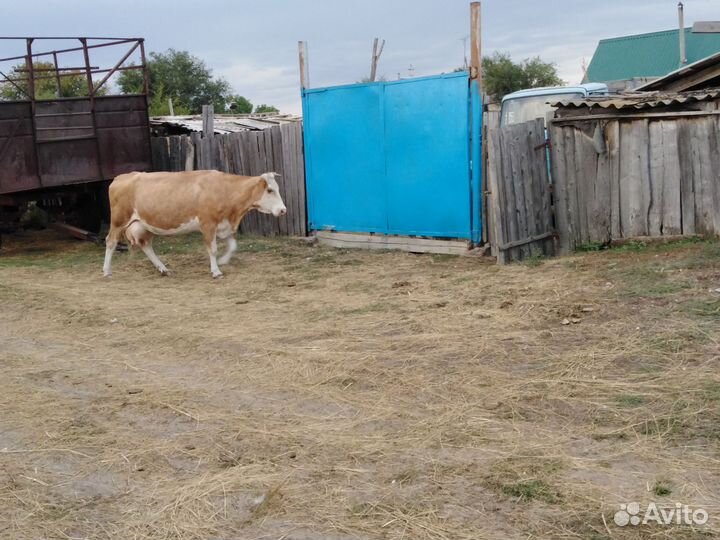 Корова тёлка