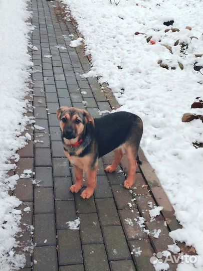 Хороший щенок девочка