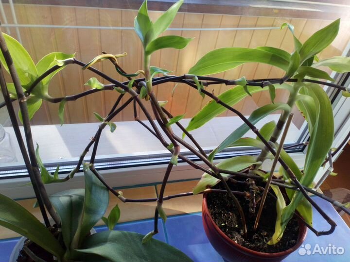 Комнатные растения