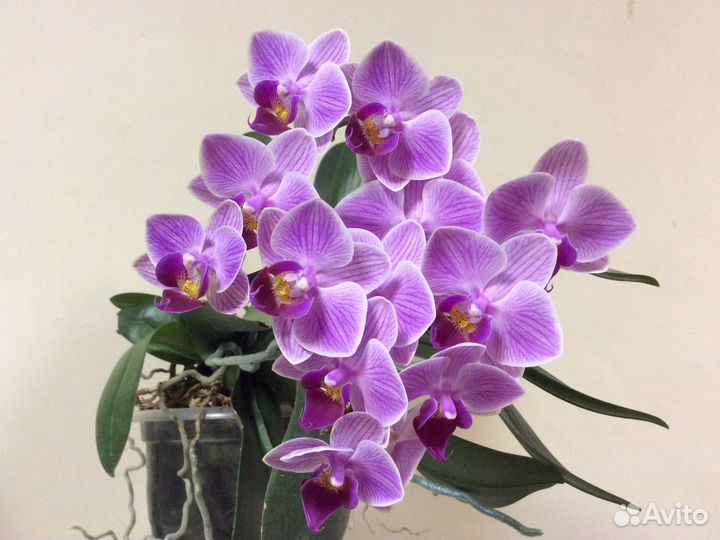Орхидея фаленопсис