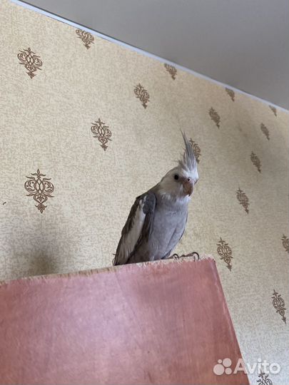 Попугай корелла с клеткой