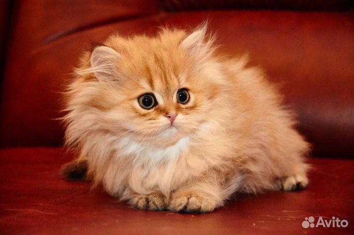 Прекрасные леди золотого ркраса