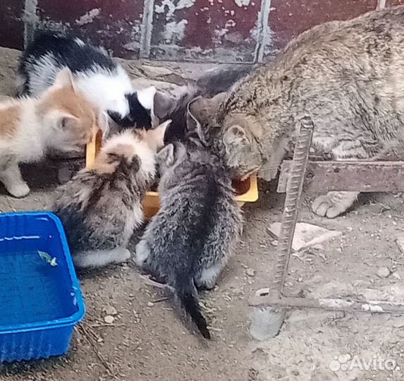 Котята в добрые руки