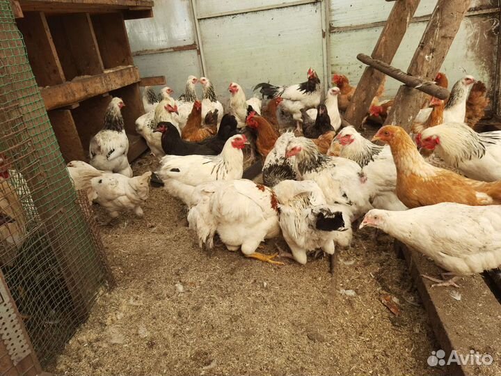 Куры молодки