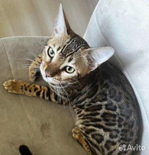 Бенгальская кошка