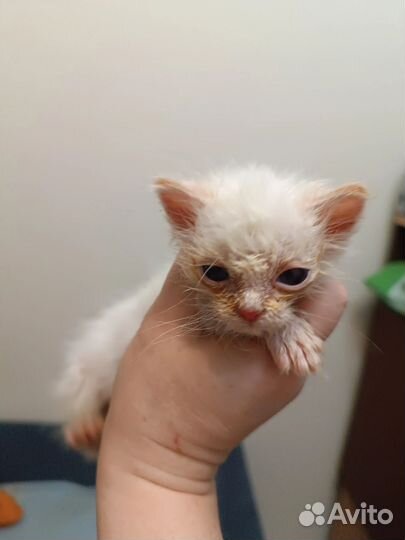 Котята (м/м) В добрые руки