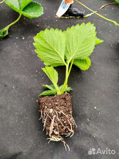 Саженцы крупноплодной клубники Кисс Неллис