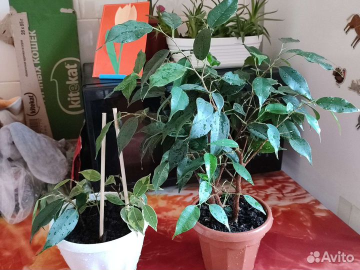 Фикус бенджамина