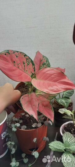 Аглонема и пеперомии