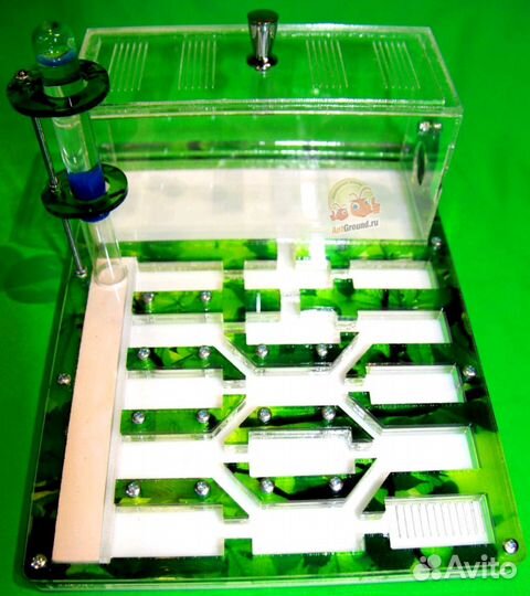 Муравьиные фермы с муравьями Пермь гарантия