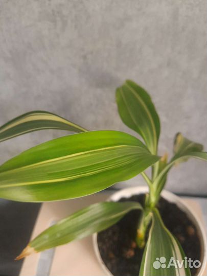 Комнатный бамбук или Драцена Сандера