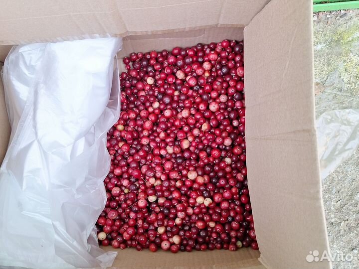 Продам клюкву