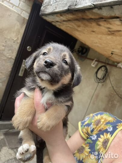 Собака в добрые руки