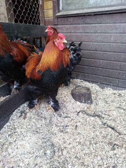 Петухи брама