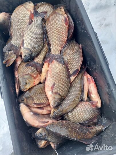 Живая рыба карась