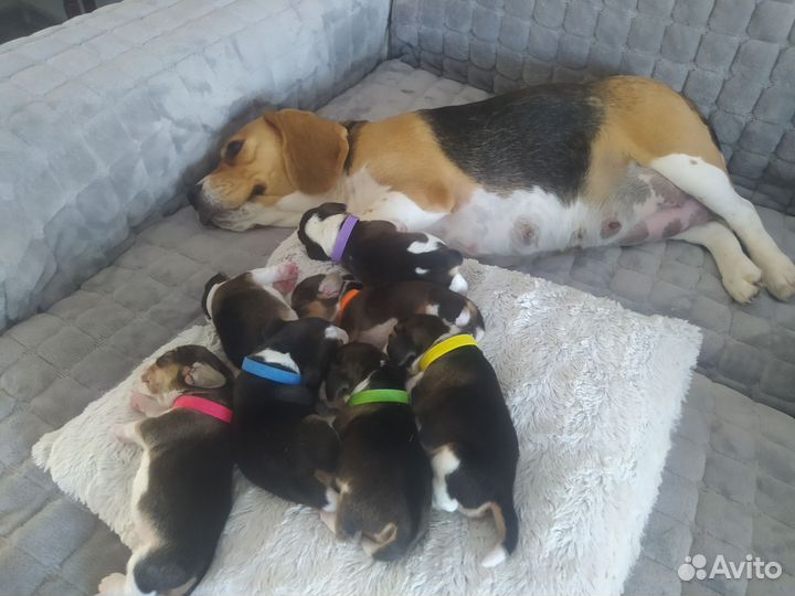 Щенки бигль
