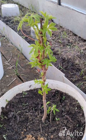 Саженцы каштана