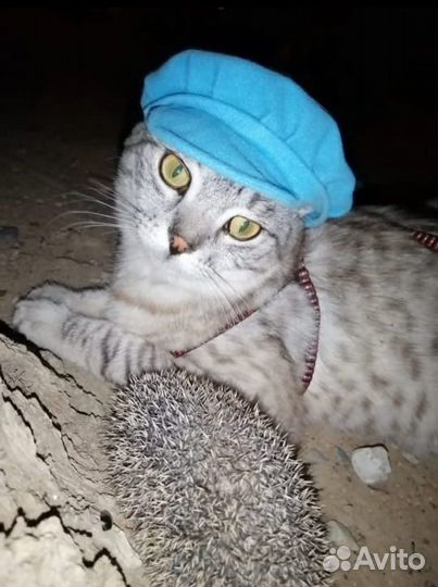 Ищем кошку для вязки