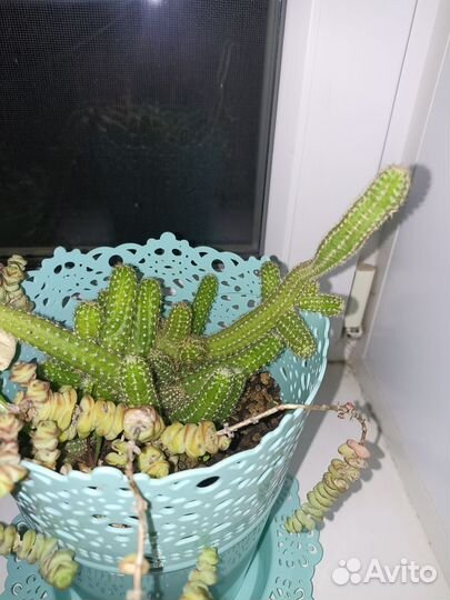 Кактусы и суккуленты