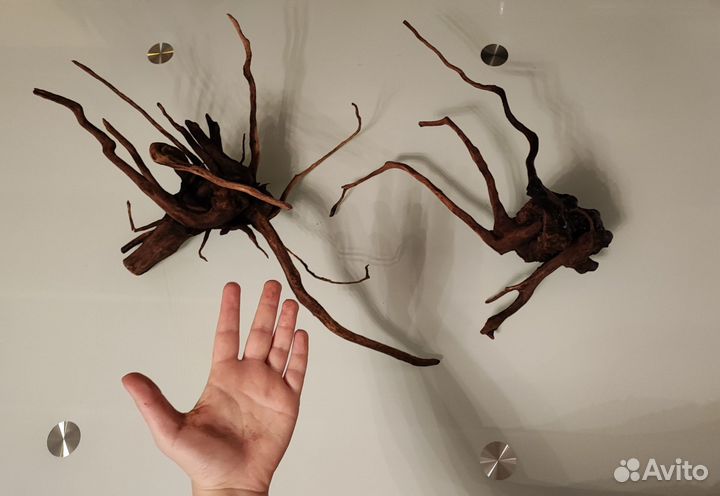 Аквариумные рыбки, креветки