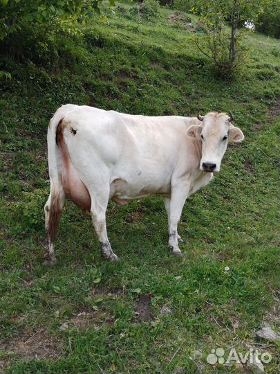 Корова дойная