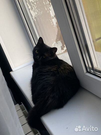 Котик