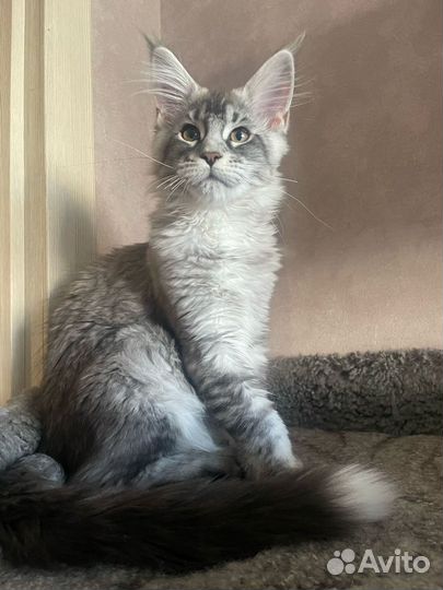Кошка мейн-кун