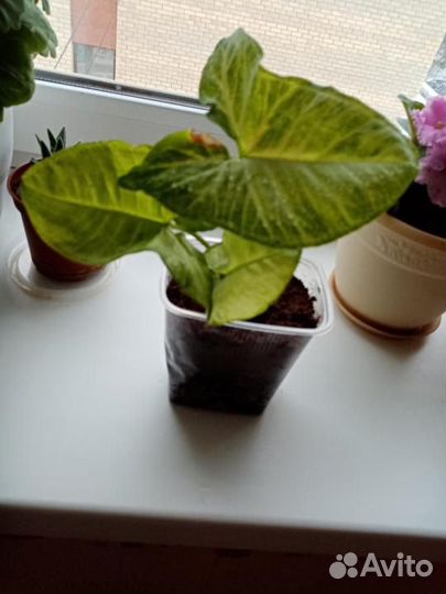 Сингониумы