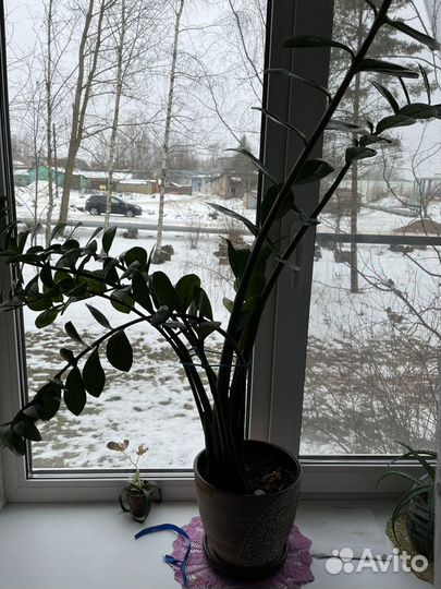 Замиокулькас молодой