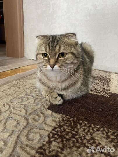 Кошки вислоухие
