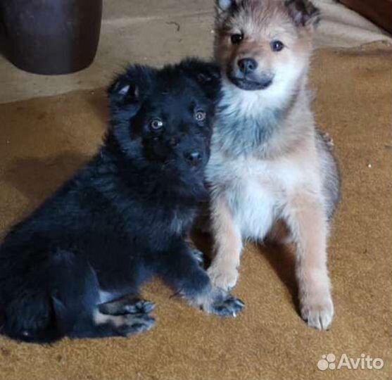 Щеночки
