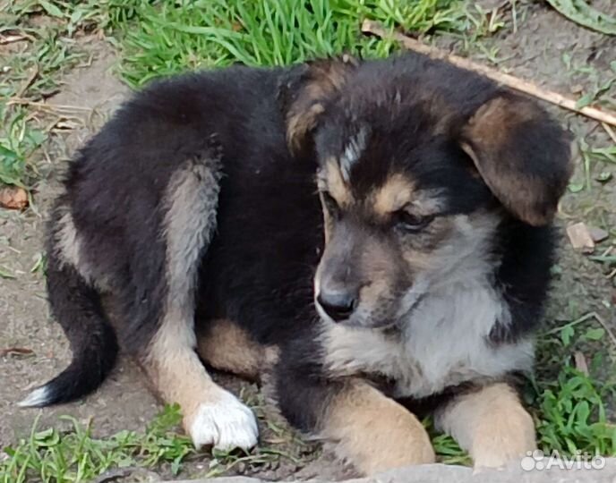 Щенки бесплатно