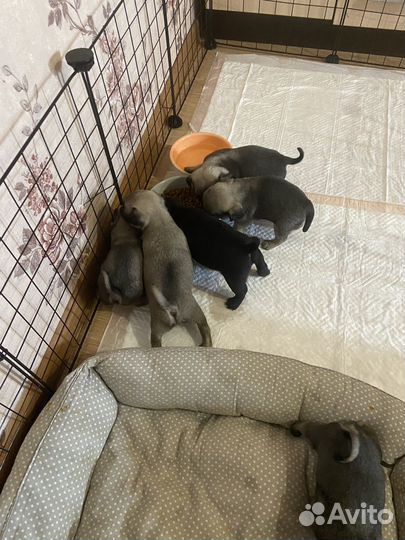 Щенки мопса