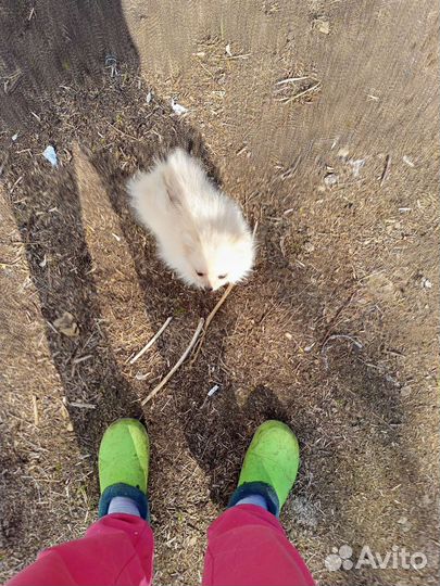 Красавицы по 10