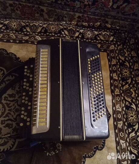 Баян вологодский