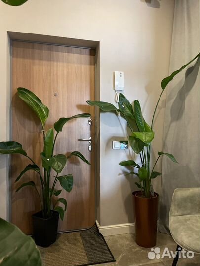 Стрелиция Николая h120/h150 по 2-3растения