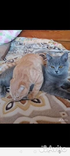 Британские коты