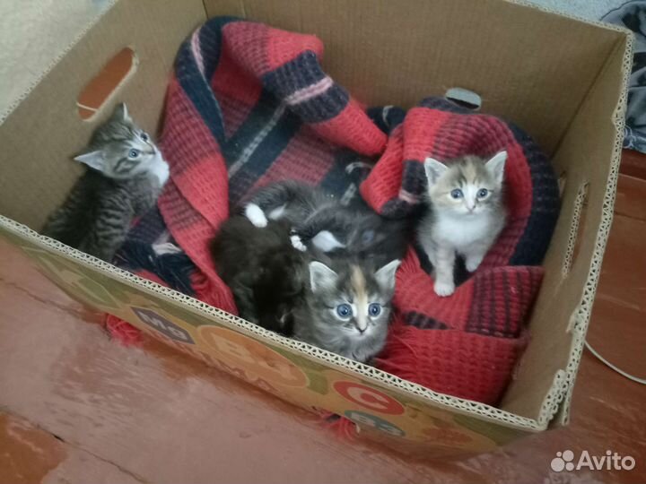 Отдам в добрые руки котят. Возраст 1 месяц
