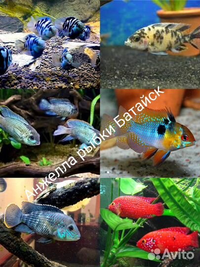 Самые красивые рыбки В батайске