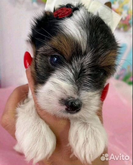 Мини Мини Стандарт