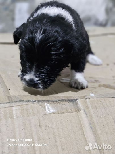 Щенки бесплатно в добрые руки