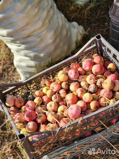 Яблоки домашние