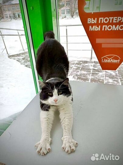 Кот Семён