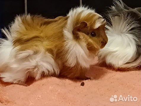 Морская свинка девочка