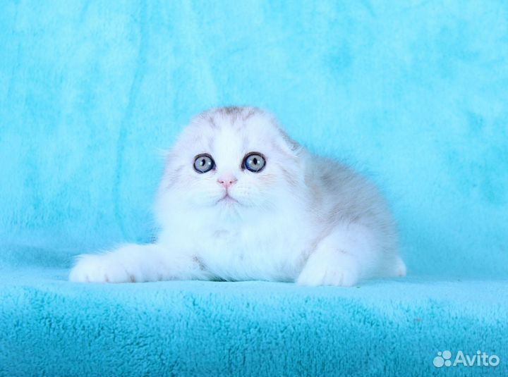 Котята хайленд фолд