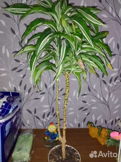 Замиокулькас, драцена, сингониум